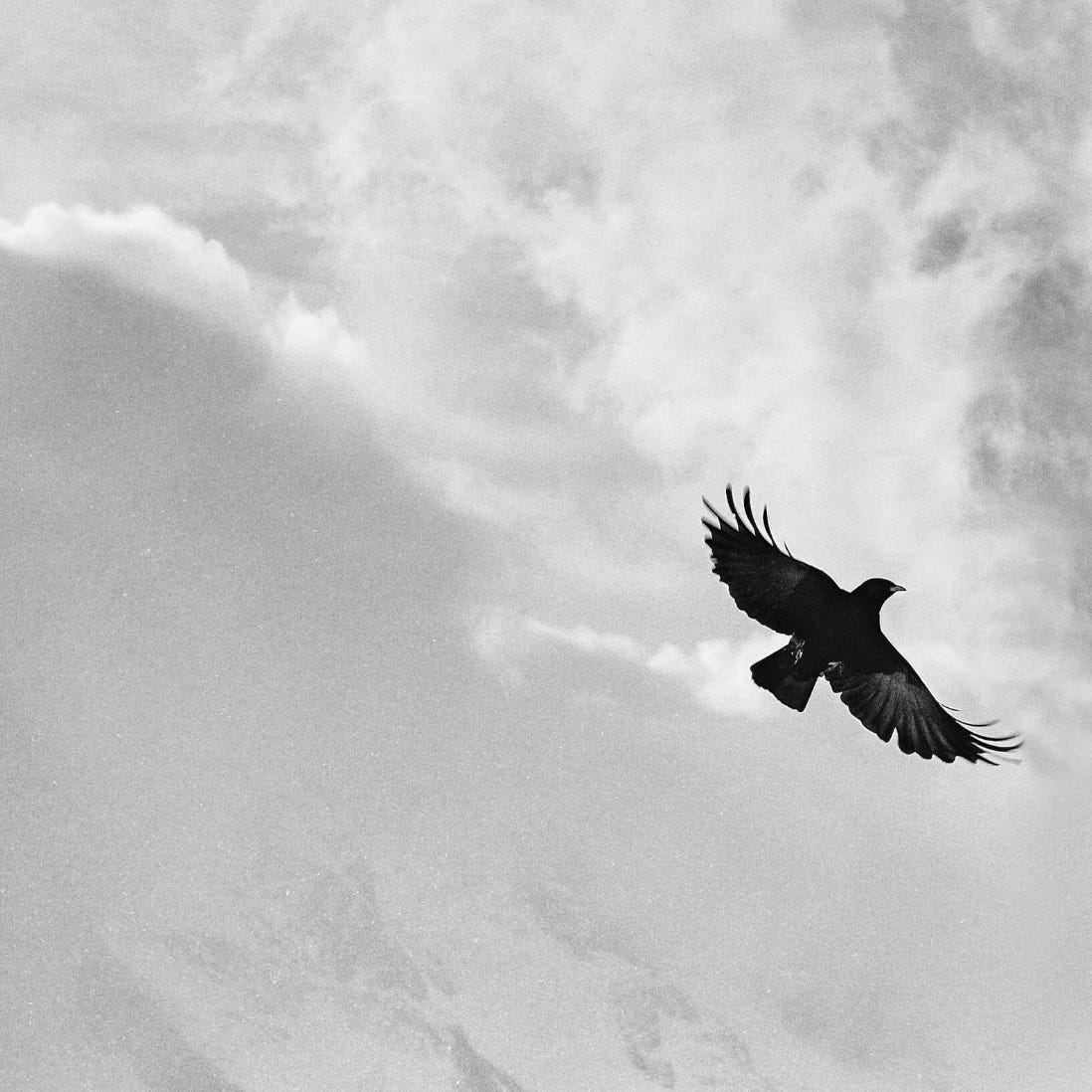 Crow Journal