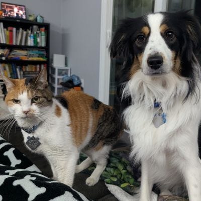 Dogs and Cats Sitting