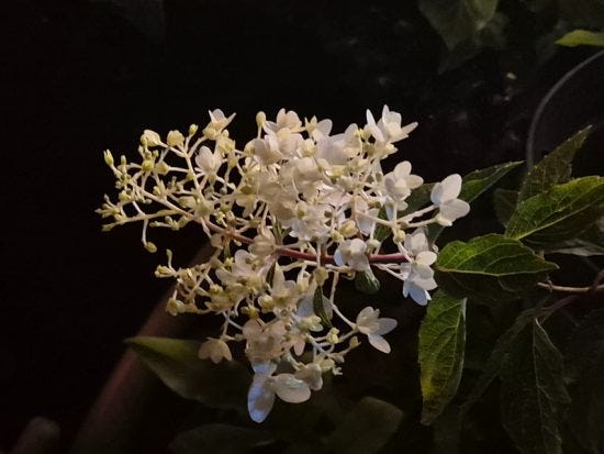 Hydrangea flower at night 