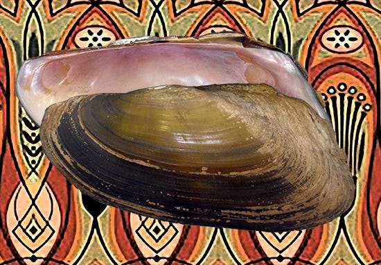 The December 2025 Mussel of the Month is Mutela dubia