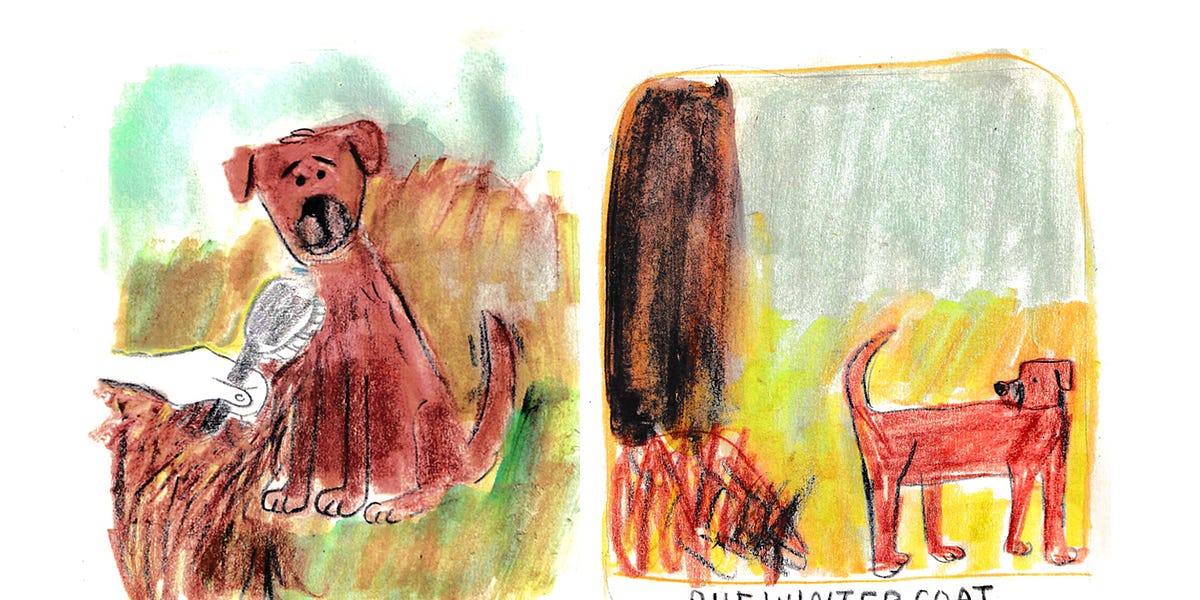 Wild Wildlife Comic Workshop Replay