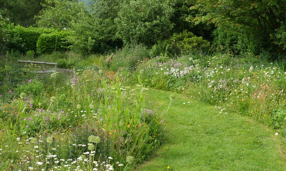 In support of scrappy grass paths