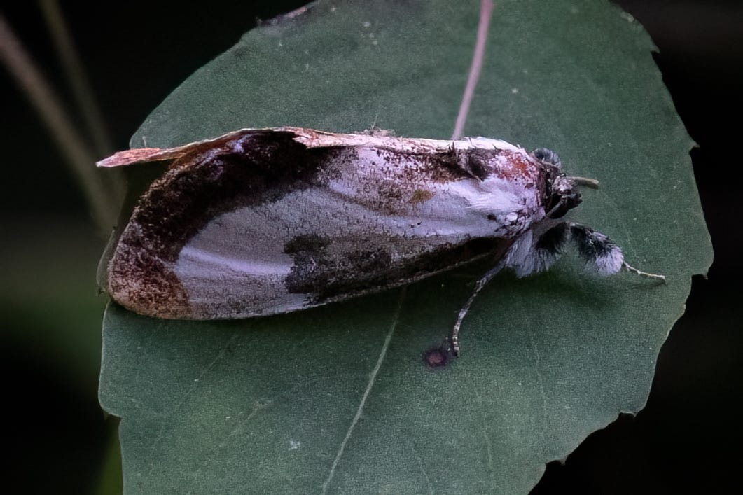 A white moth with dark brown border and spots on the wings, resting on a green leaf