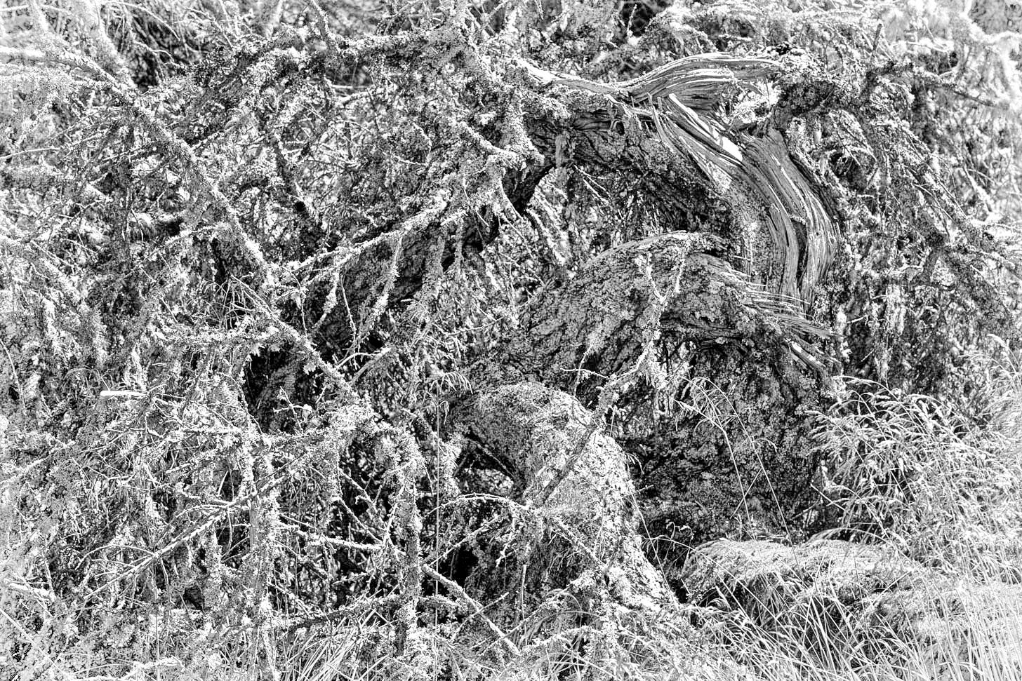 The torn timber and contorted shape of a fallen lichen-clad larch (Larix europaea) is emphasised in black and white