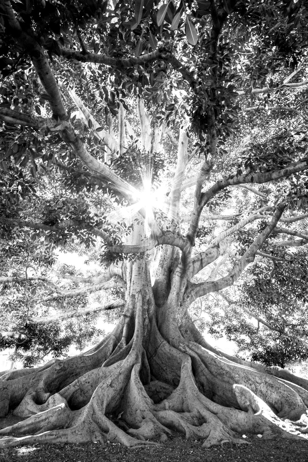 sun light passing through green leafed tree