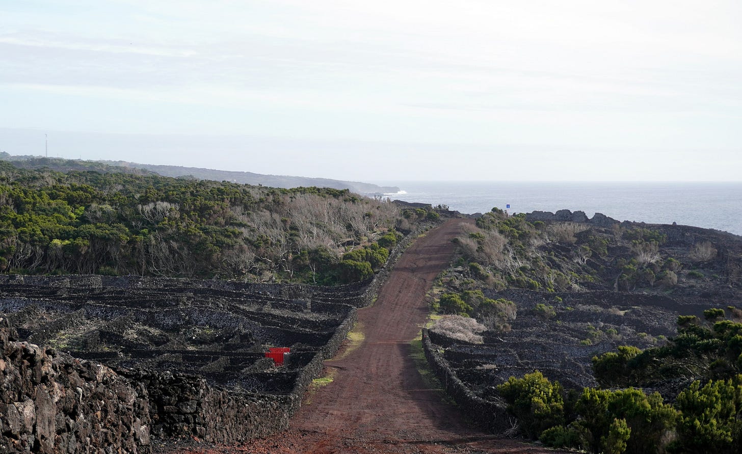 Vinyeards near Bandeiras, Pico island, Azores. Photo (C) Simon J Woolf