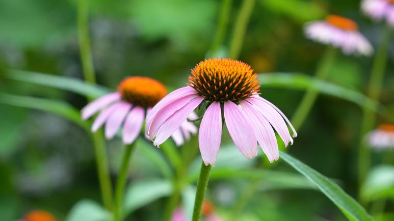 echinacea health benefits