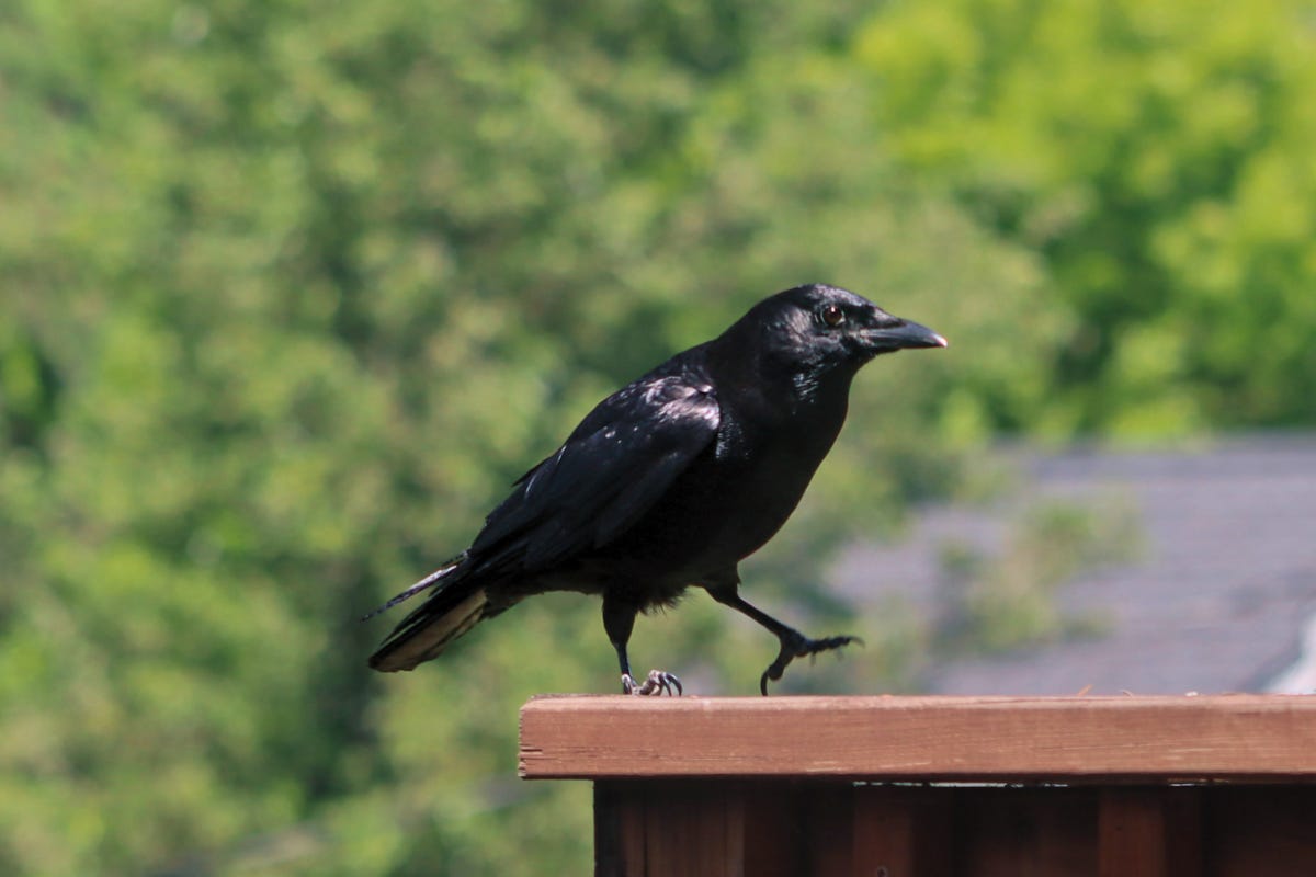 A single black American Crow walking along a wooden deck railing, with its leg raised, against a bright green, blurry natural background. A single black American Crow walking along a wooden deck railing, with its leg raised, against a bright green, blurry natural background.