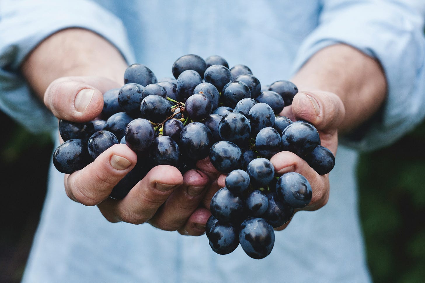A pair of hands cradles a bunch of dark purple grapes, offering them to you. A pair of hands cradles a bunch of dark purple grapes, offering them to you.