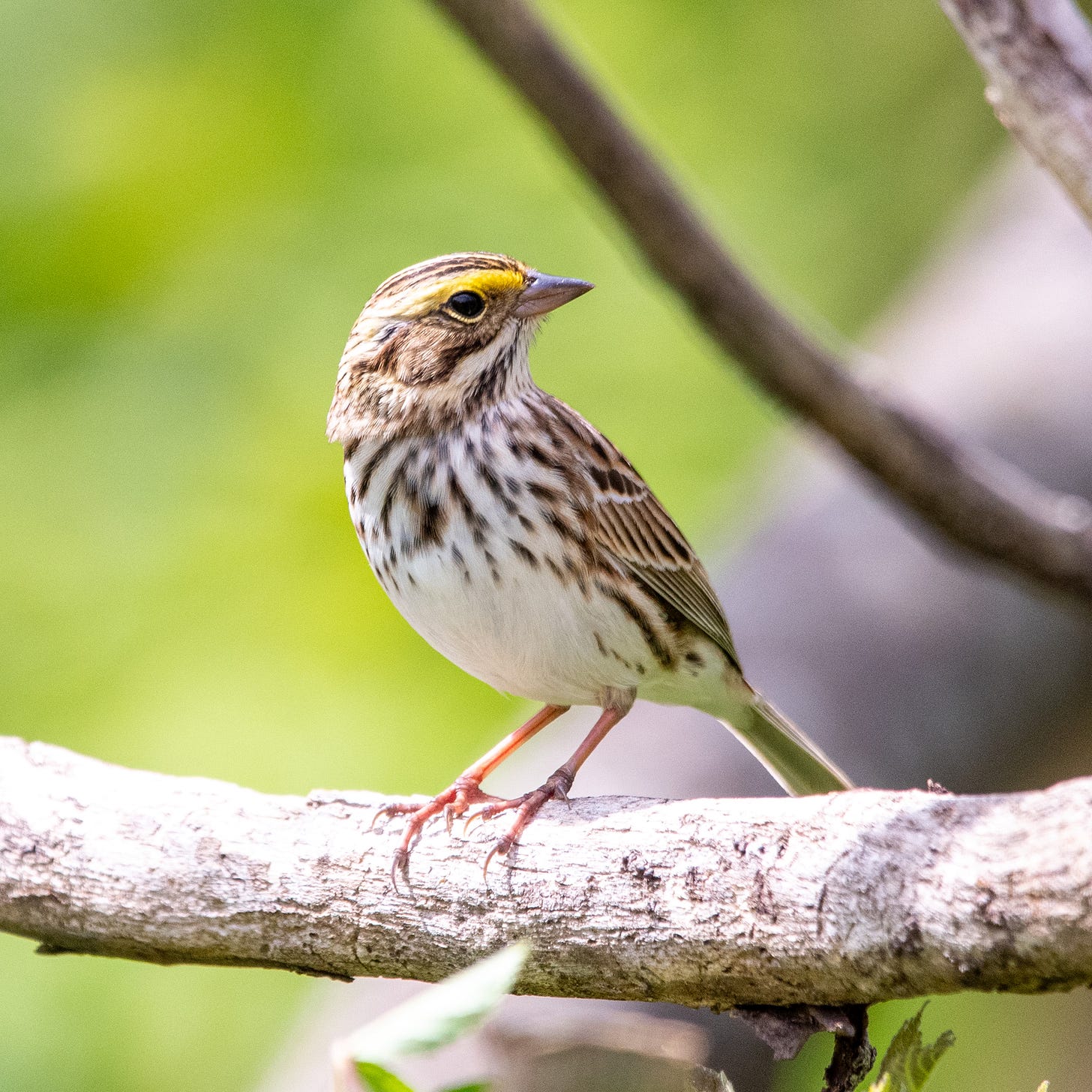 A brown sparrow with a white belly and yellow supercilium is perched on a bare sumac branch
