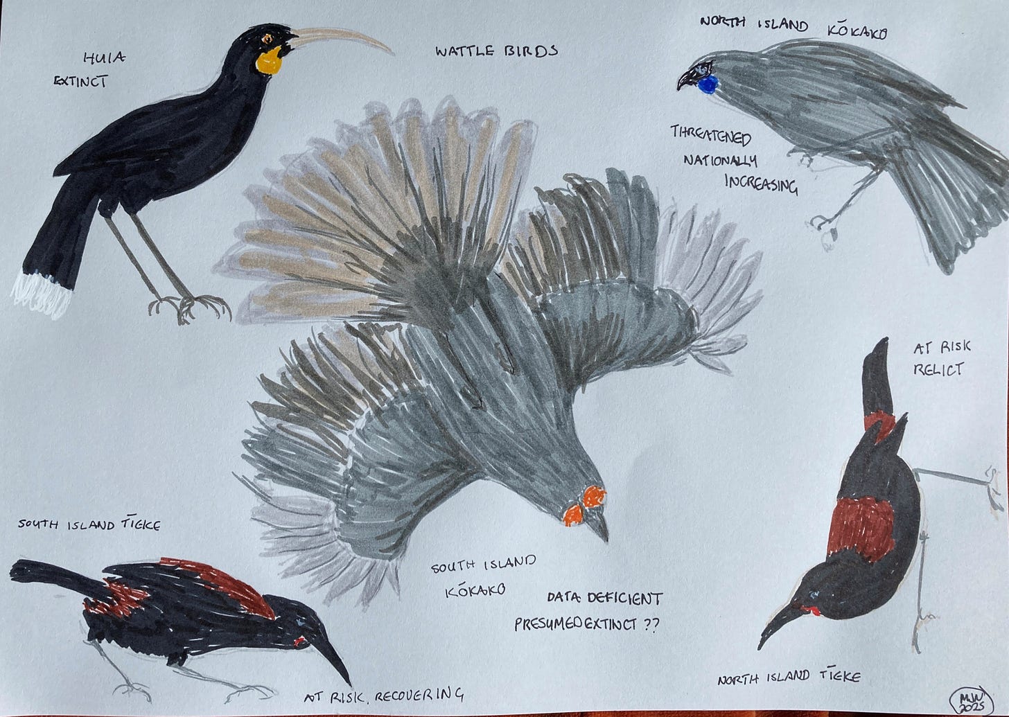Felt pen drawings of birds with their threat status: huia, extinct; South Island kōkako, data deficient, presumed extinct??; North Island kōkako, threatened, nationally increasing, South Island tīeke, at risk, recovering, North Island tīeke, at risk, relict (which means the population is stable)