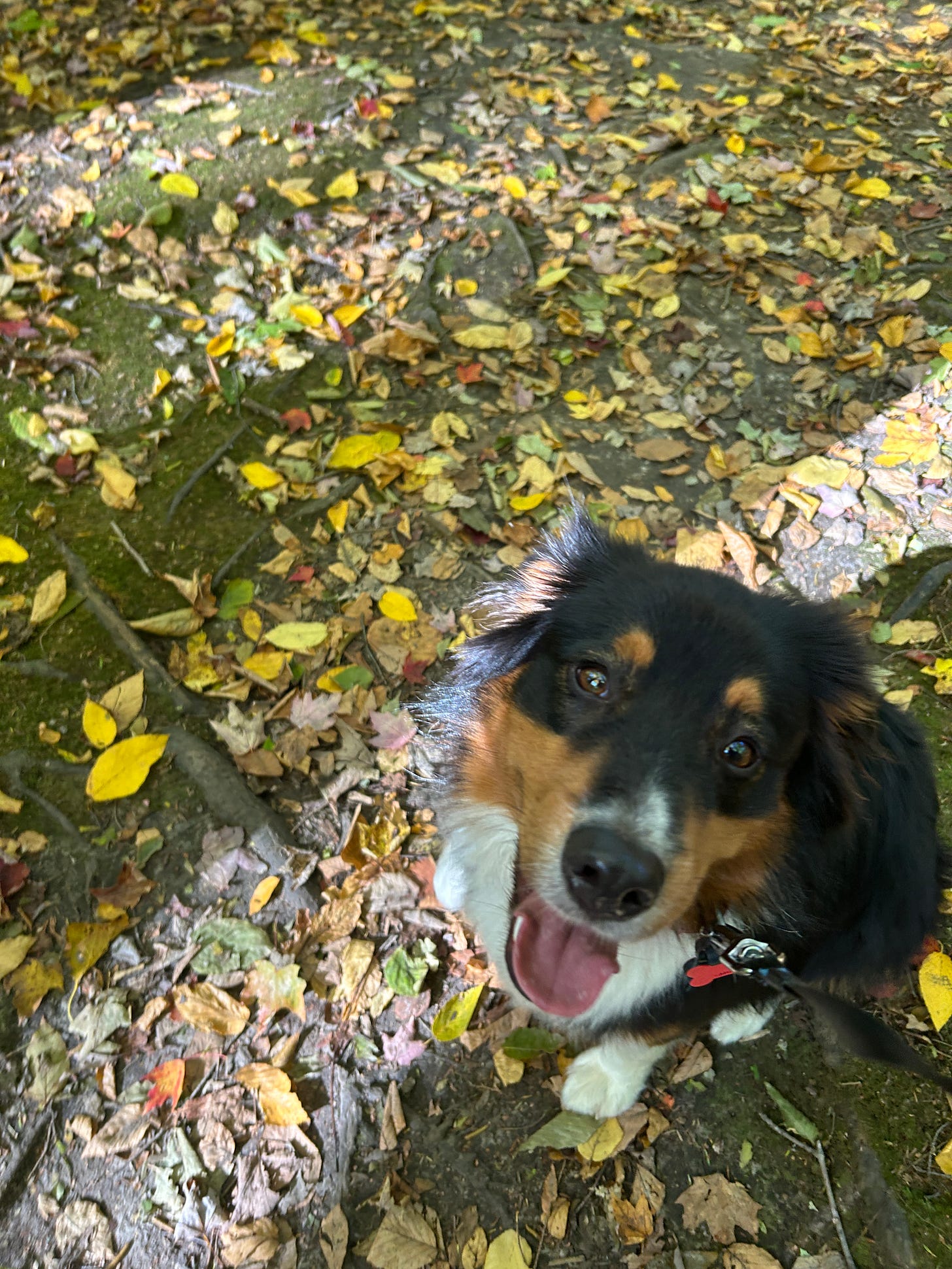 Black, brown, and white dog looks up at photographer amid autumn leaves on a forest floor.