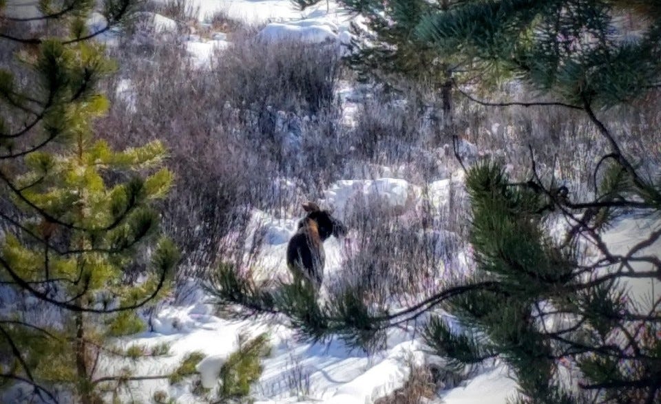 Actual moose on one of my snowshoes in RMNP Actual moose on one of my snowshoes in RMNP