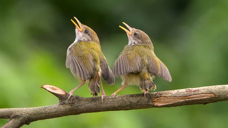 how birds can improve mental health
