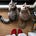Cat Mum Notes's avatar