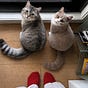 Cat Mum Notes's avatar