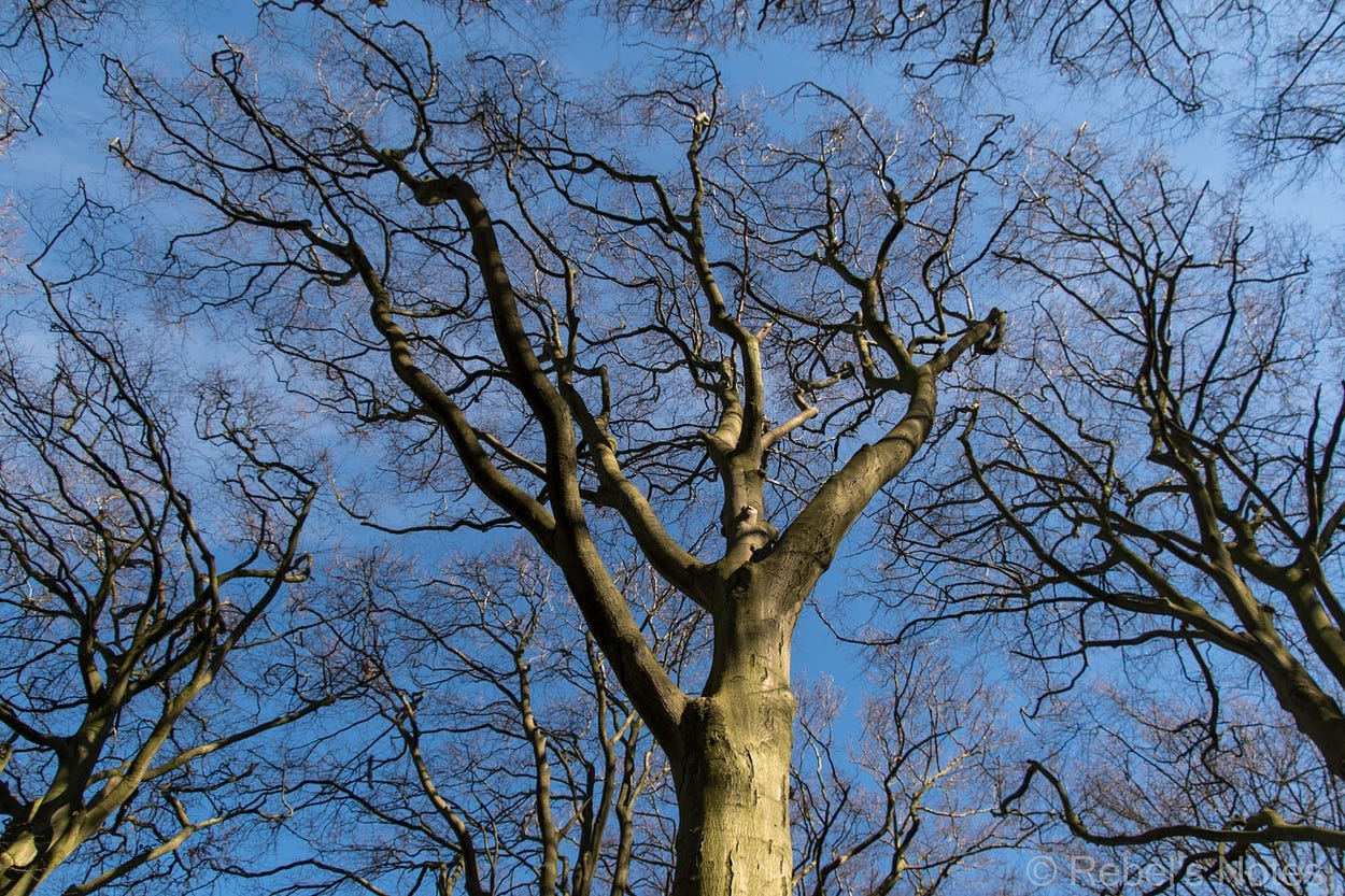 An image of the treetops, etched against the bright blue sky.