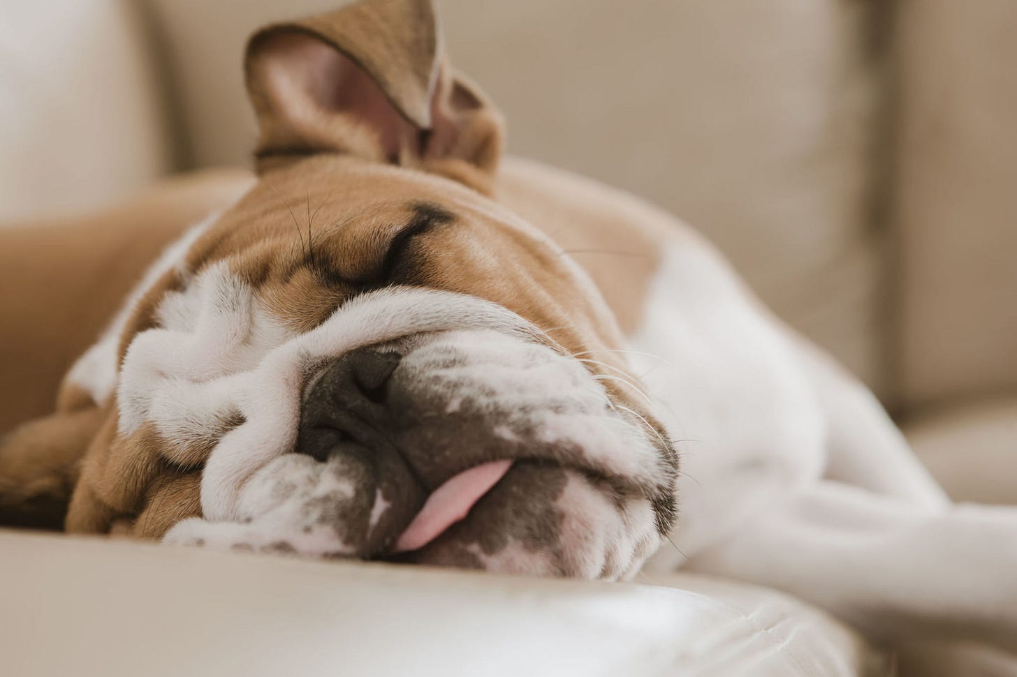 15 Best Lazy Dog Breeds - Laziest Low Energy Dogs