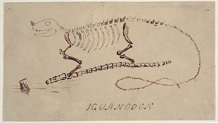 A line drawing of iguanodon with a thumb spike on its nose