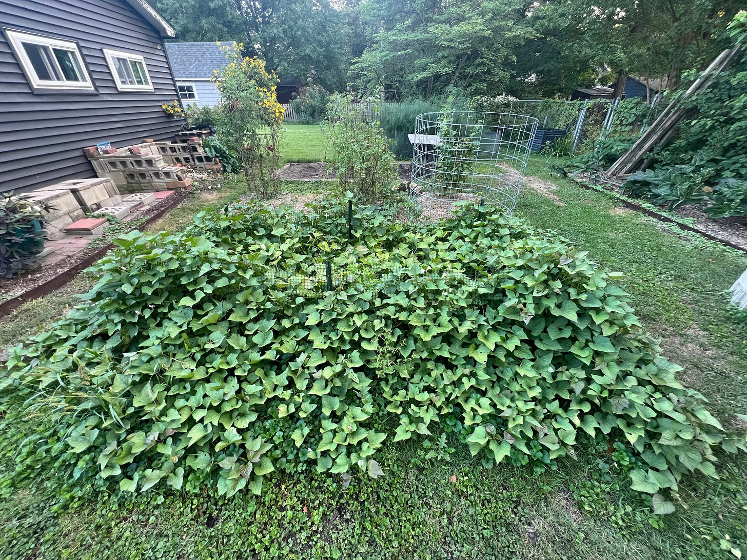 Photo of a garden plot loaded with sweet potato vines