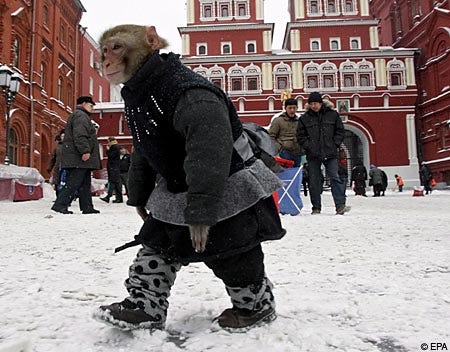 Monkey in Moscow Monkey in Moscow