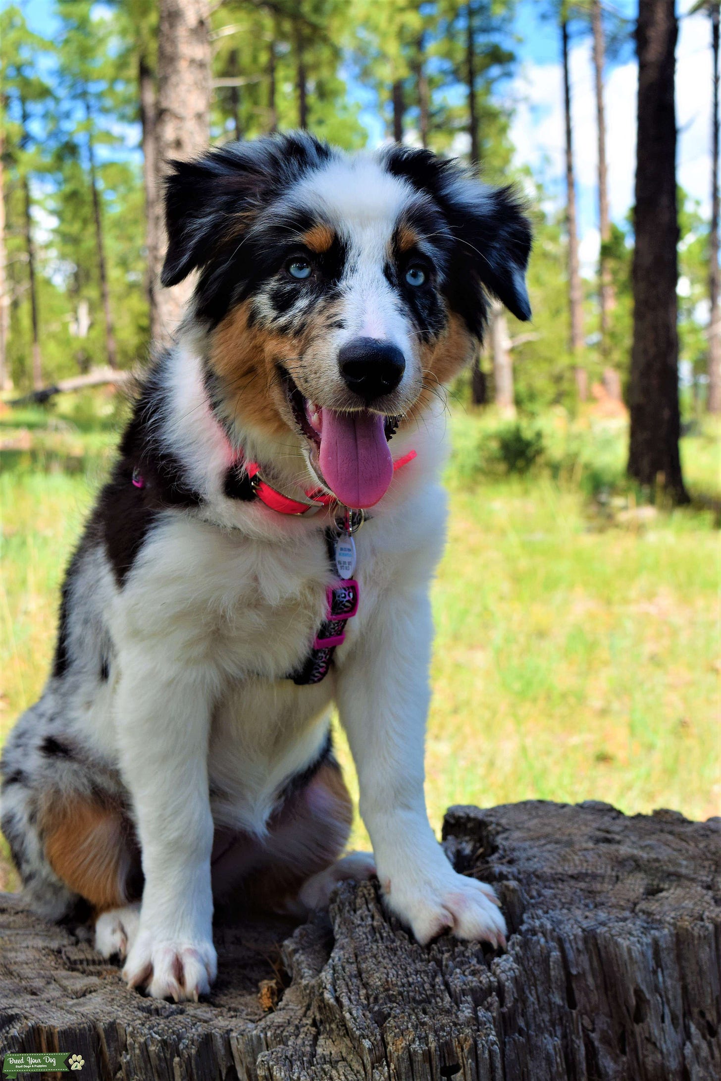 Blue Merle Beauty - Stud Dog Arizona - Breed Your Dog