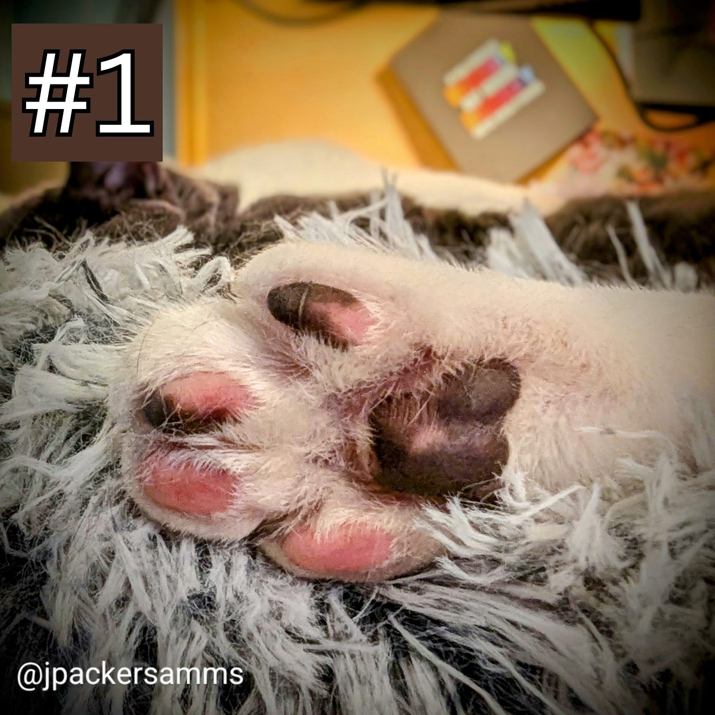 A cat paw with pink and black beans!