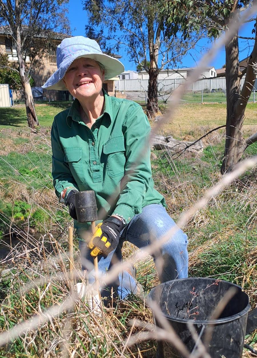 bushcare volunteer at farmers creek lithgow