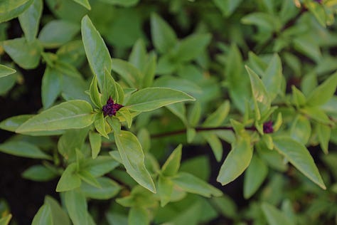various basil plant varieties
