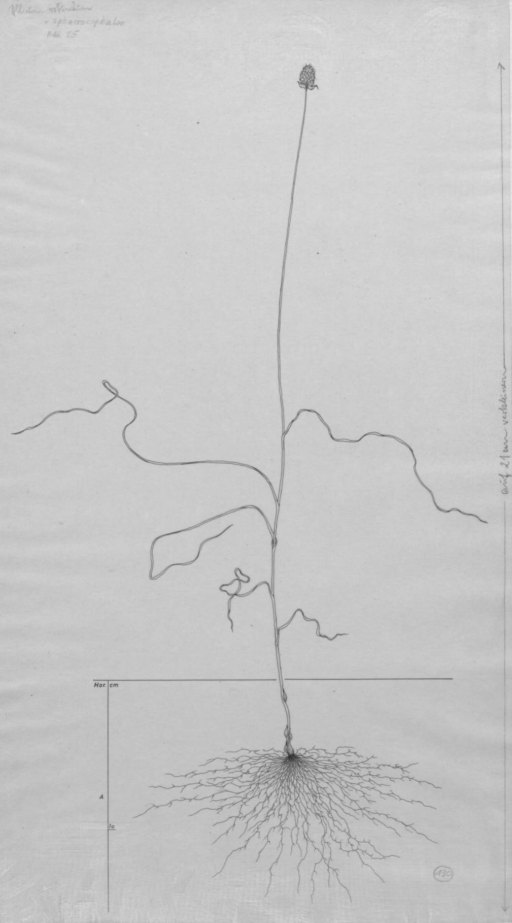 Allium root drawing Allium sphaerocephalon, Lichtenegger, E.(1982), Wurzelatlas
