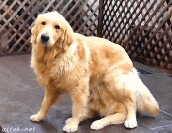 dogs GIF dogs GIF