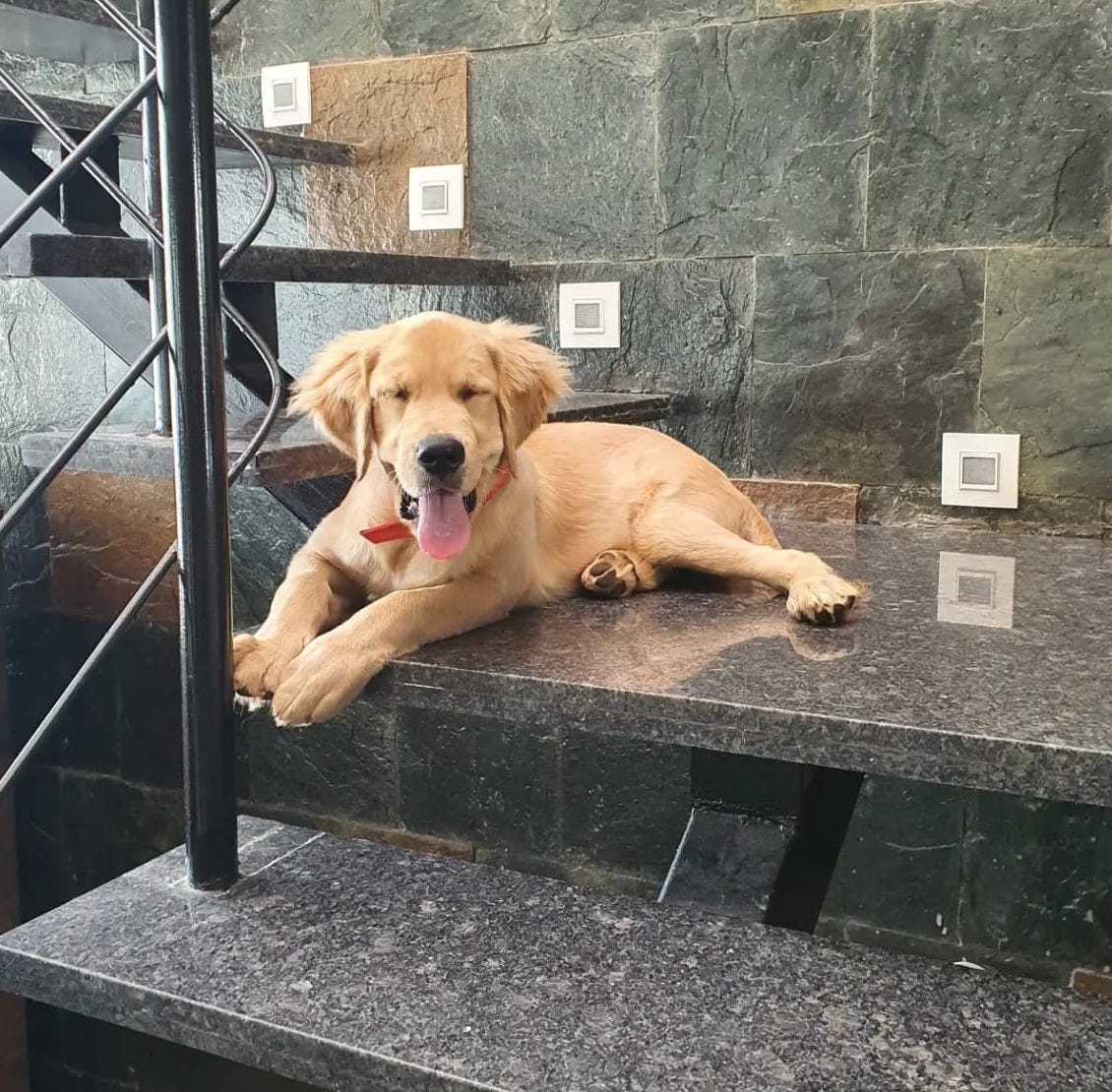 A Golden Retriever named Leo resting on granite stairs at home.