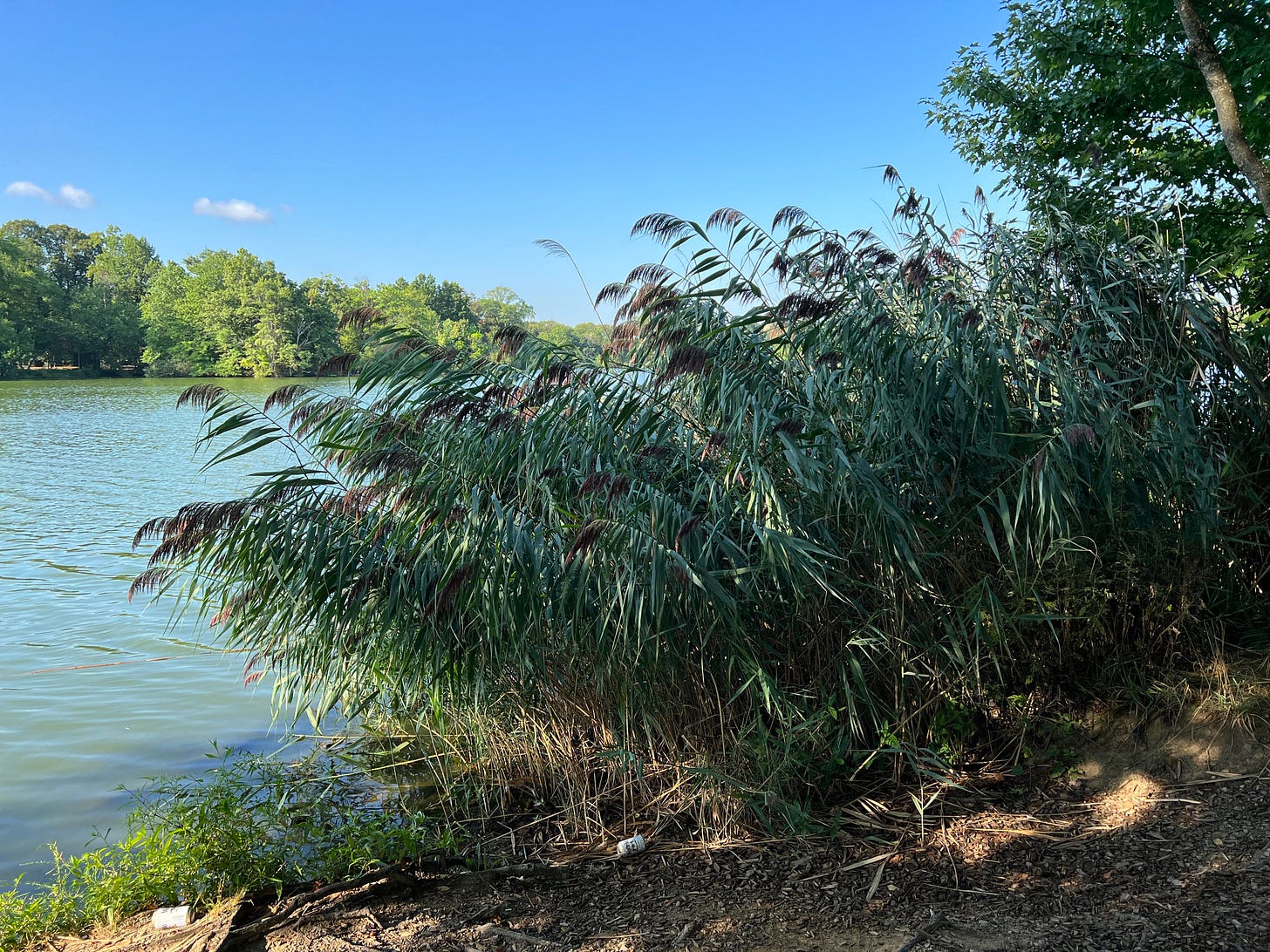 a patch of fluffy blue-green, brown-tufted reed grass leaning to the left in front of a lake on a clear day