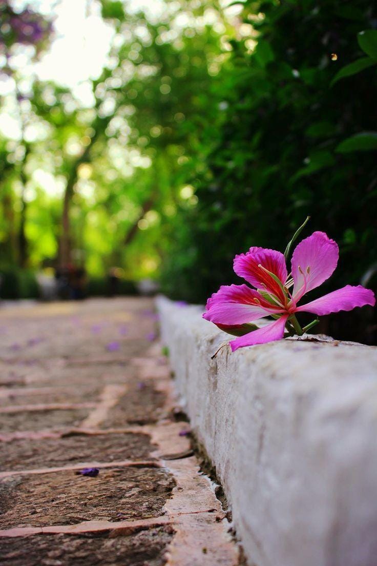 May be an image of flower May be an image of flower