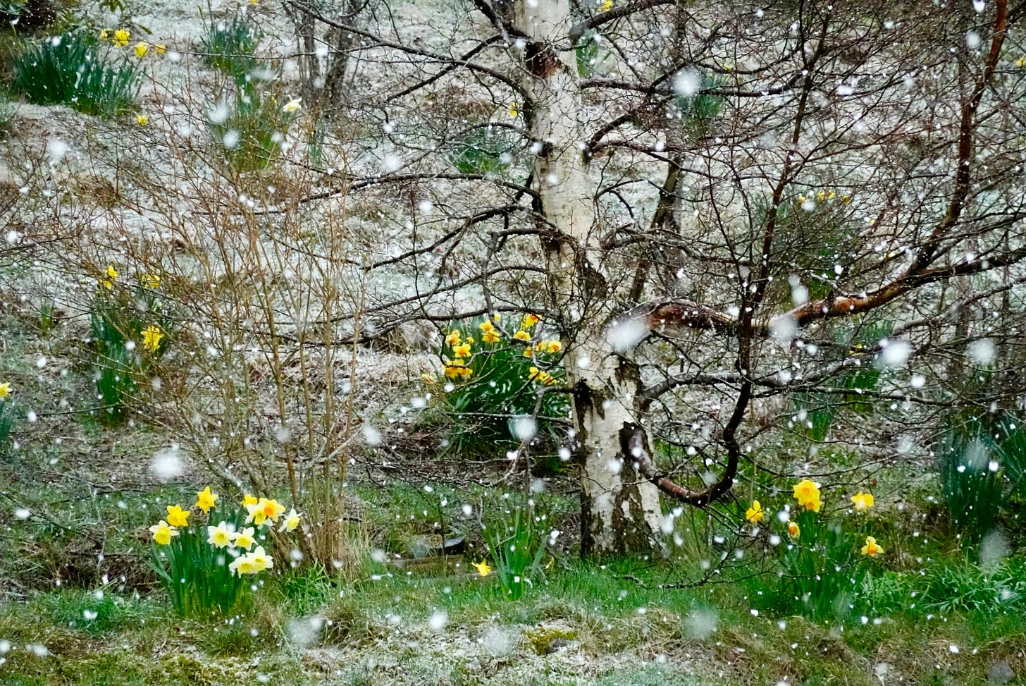 Bright yellow daffodils, partially obscured by a heavy, blurred flurry of falling snow around a white-barked birch tree Bright yellow daffodils, partially obscured by a heavy, blurred flurry of falling snow around a white-barked birch tree