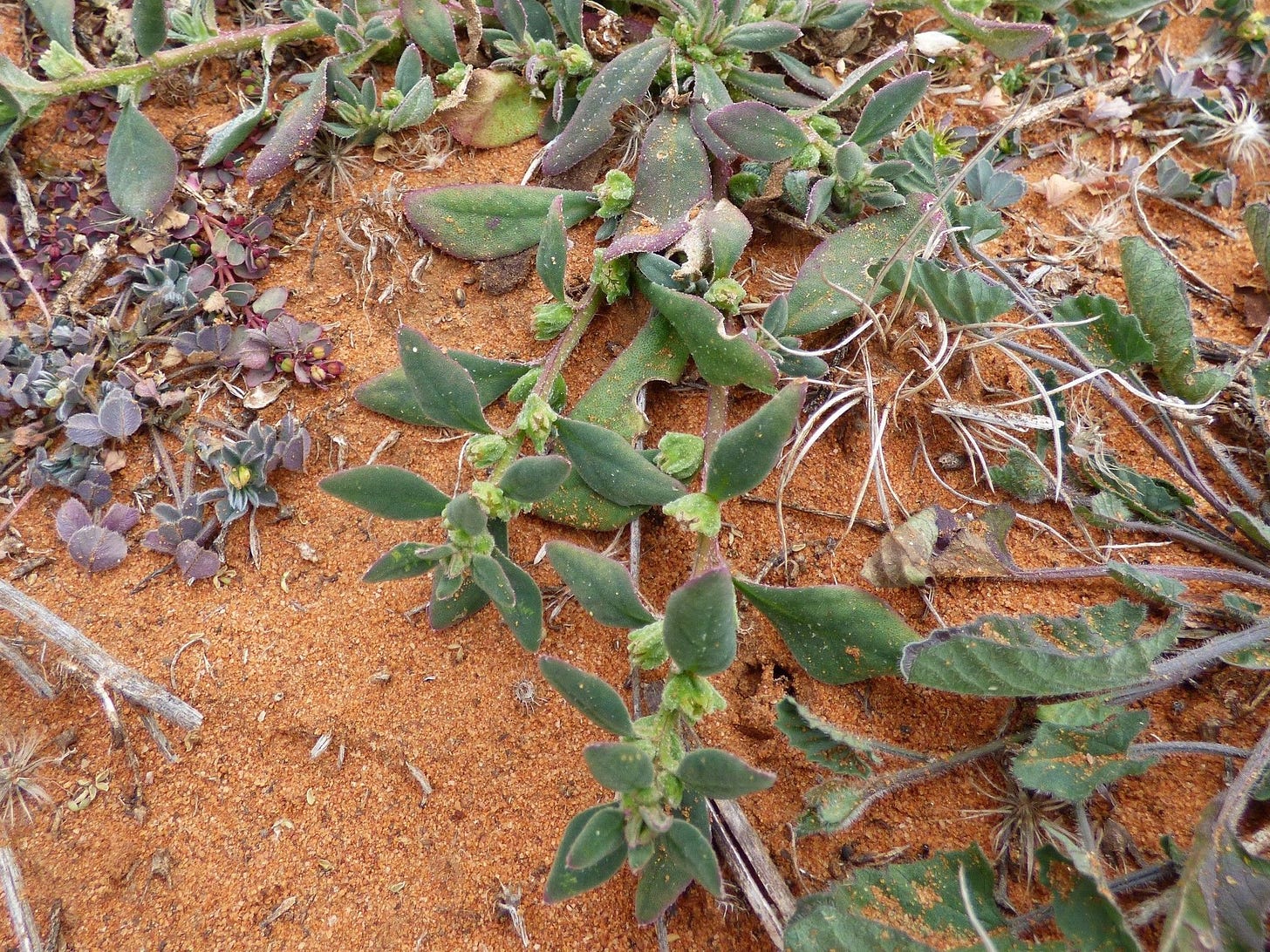 Tetragonia moorei [plant - ATLAS - J. Judy 2020].jpeg