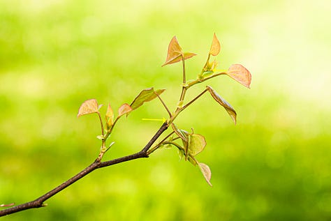 Early spring growth of tree shoots