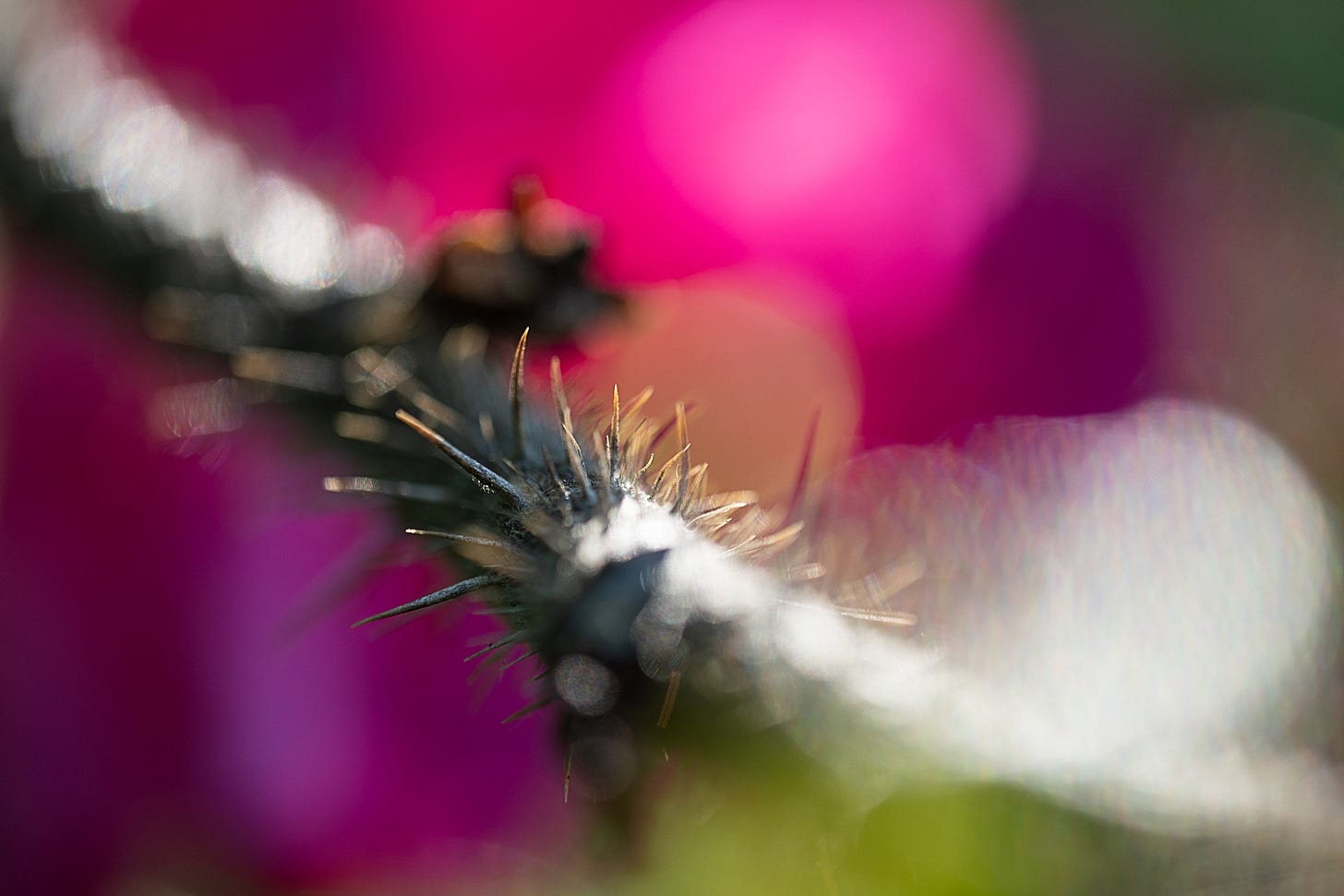 The exception to the rule: the fierce, spiked armour of a Rosa rugosa stem against a blur of electric magenta The exception to the rule: the fierce, spiked armour of a Rosa rugosa stem against a blur of electric magenta
