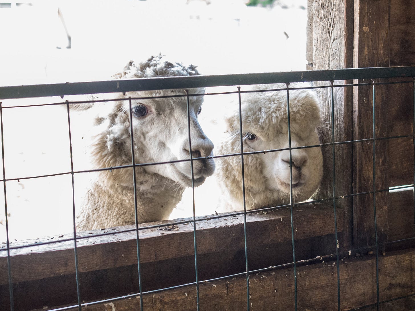 Alpacas