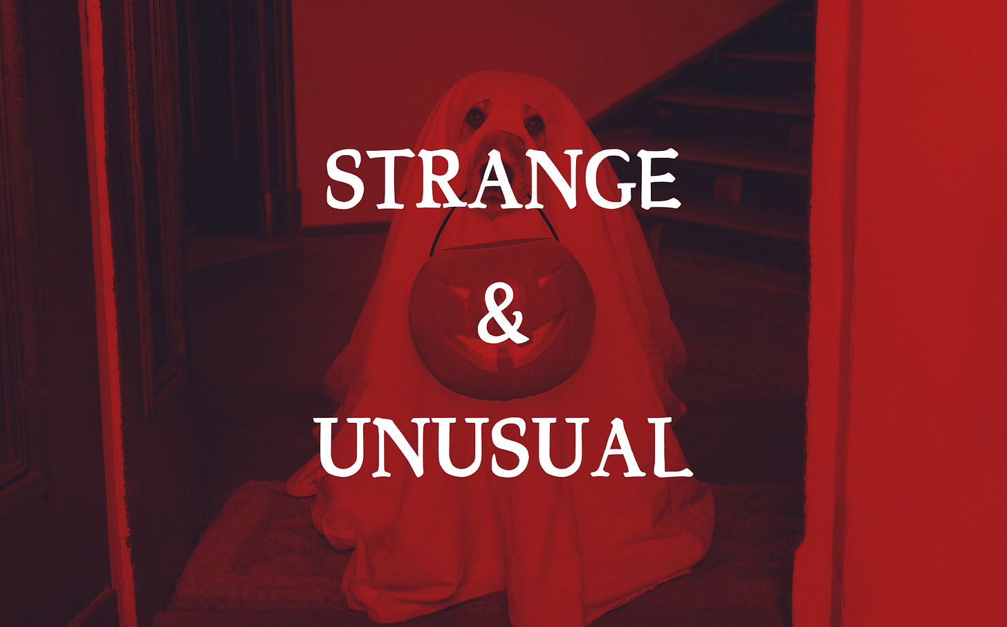 Halloween dog costume with a pumpkin pale Halloween dog costume with a pumpkin pale