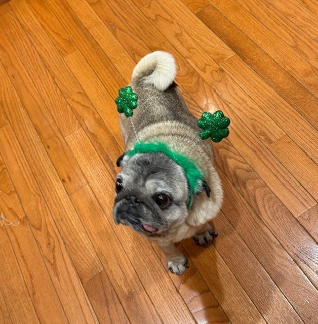 Pug dogs wearing shamrock headbands.