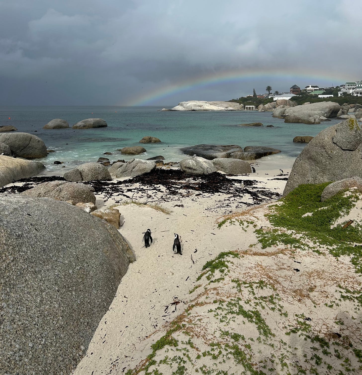 Penguins on Boulders Beach near to Cape Town.