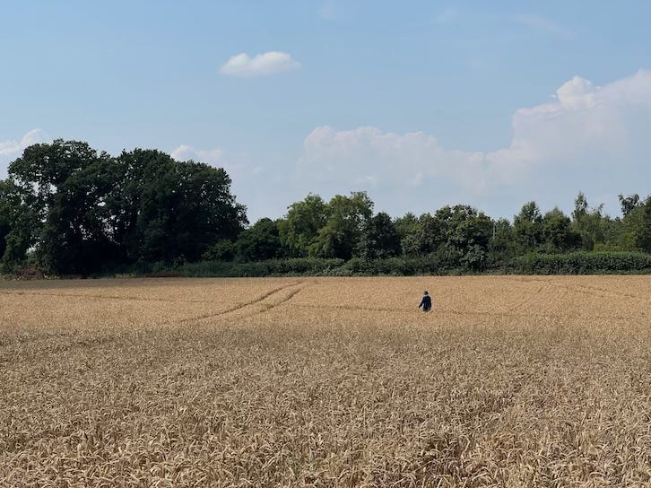 A person walks alone through a golden wheat field under a bright blue sky, with a line of green trees and hedgerow in the background.
