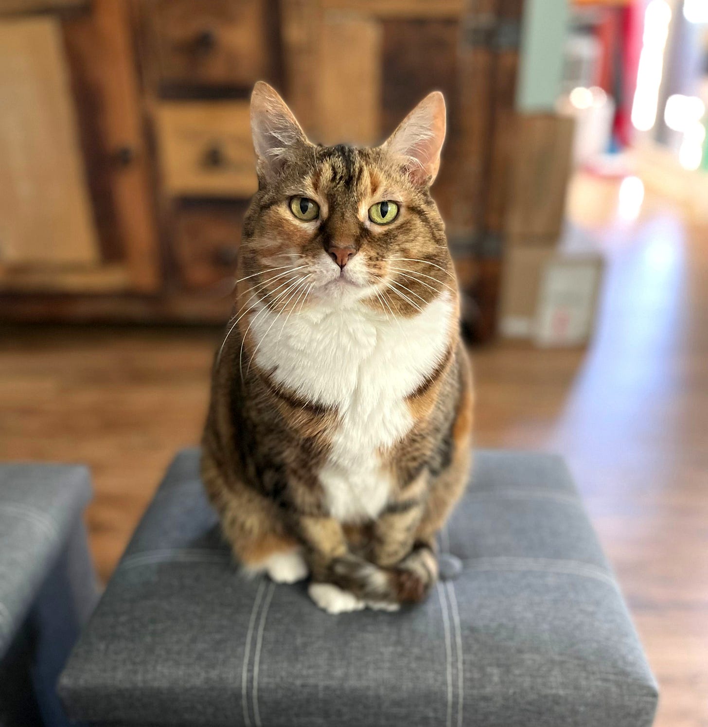 Bird the cat sits elegantly on a cushioned stool with sharp green gold eyes and a look of curious contemplation towards us. Bird’s short fur is a beautiful mix of warm browns and oranges with a white mouth, neck and chest. Bird’s paws are neatly tucked in front and their and tail is wrapped around them. Bird the cat sits elegantly on a cushioned stool with sharp green gold eyes and a look of curious contemplation towards us. Bird’s short fur is a beautiful mix of warm browns and oranges with a white mouth, neck and chest. Bird’s paws are neatly tucked in front and their and tail is wrapped around them.