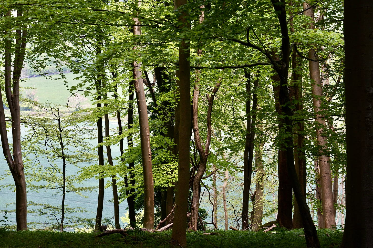 Looking through the beechwoods in Turville 