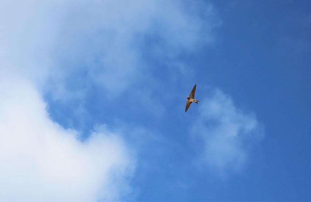 Antillean Nighthawk Chick With Feather Development