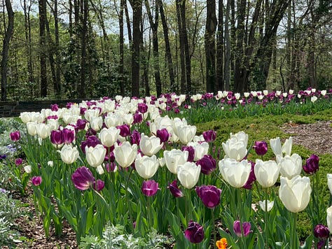 bright poppies, cherry blossoms, pink ladies, mountain laurels, red bud tree, paintbrushes, buttercups