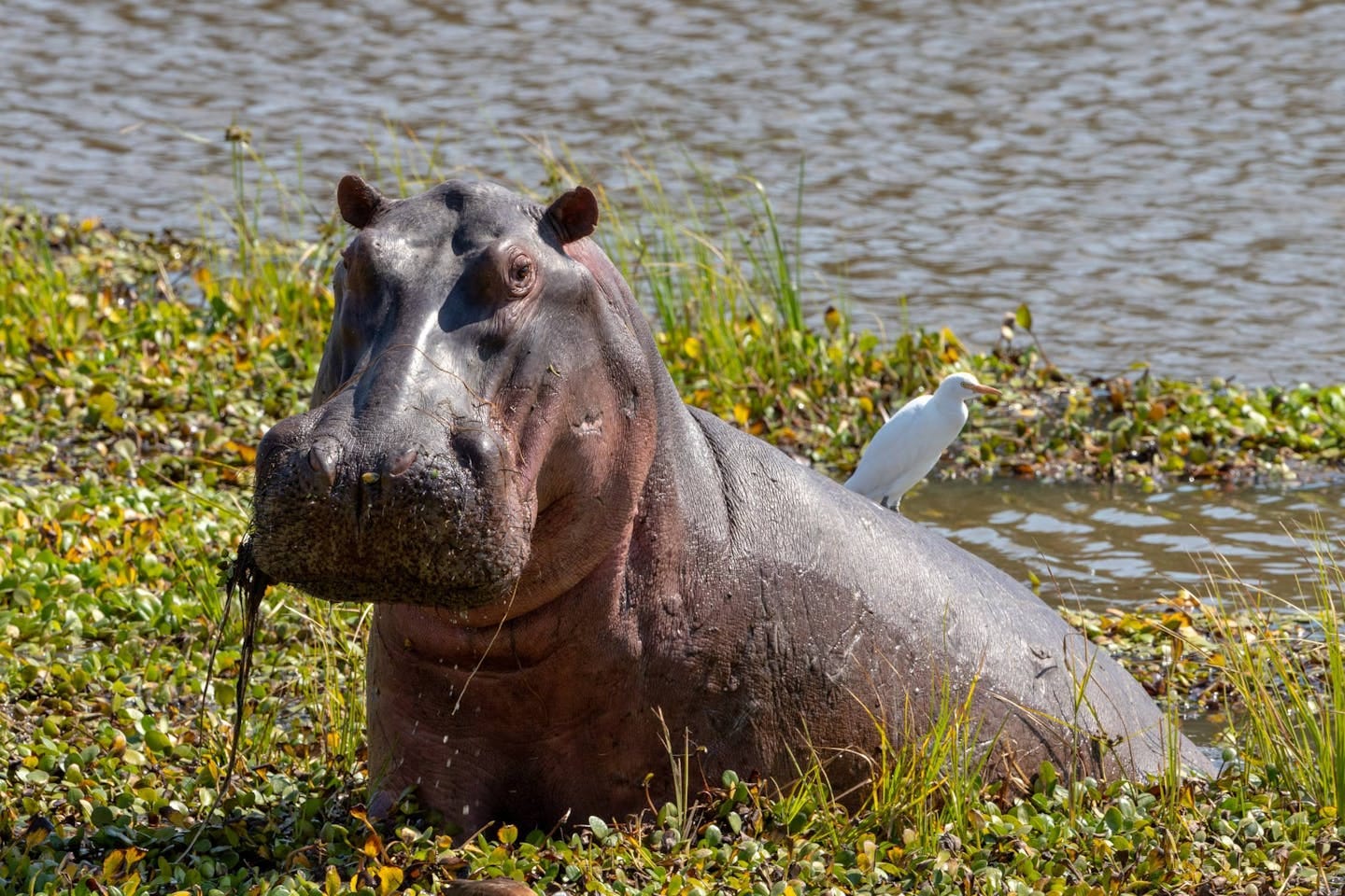 How hippopotamus shape African waterways with their immense size and force  | One Earth
