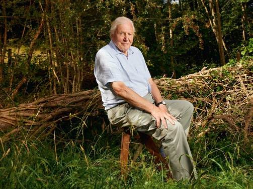 An image of David Attenborough in a natural setting An image of David Attenborough in a natural setting