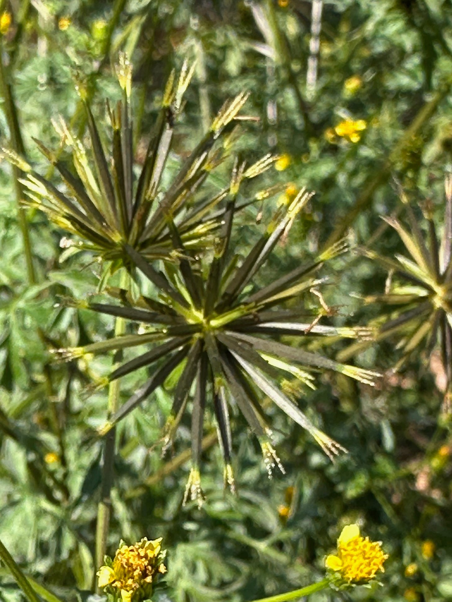Bidens stickers  Spanish needles 